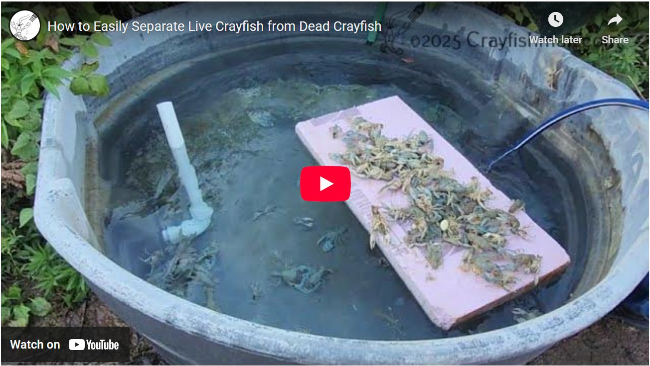 How to Easily Separate Live Crayfish from Dead Crayfish - Crayfishman.com